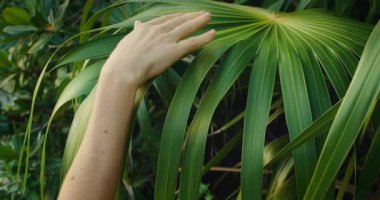 Kadının eli, parlak yağmur ormanlarında geniş tropikal palmiye yaprağına dokunur..