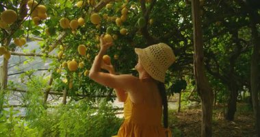 Güneşli bir günde Amalfi Korusu 'nda yemyeşil gölgelik altında limon toplayan bir kadın..