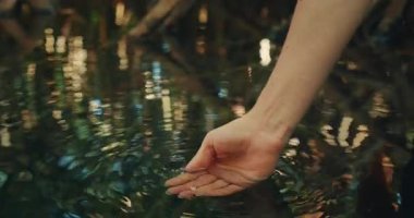 Yucatan Meksika 'da ağaçları ve ışığı yansıtan Cenote sularından nazikçe sıyrılırlar..