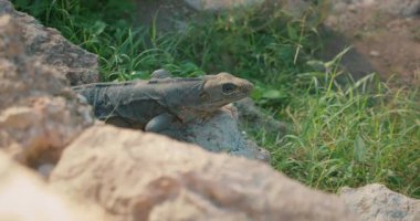 Maya harabelerindeki kayalık zeminde dinlenen iguana 'nın yakınlaşması arkeolojik alanı harap ediyor.