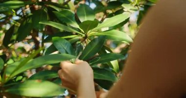 Tropikal bir ormanda güneşli bir günde yeşil yaprakları tutan eller..