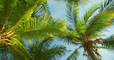 Güneşli bir sahil gününde mavi gökyüzüne doğru uzanan yeşil palmiye yaprakları.