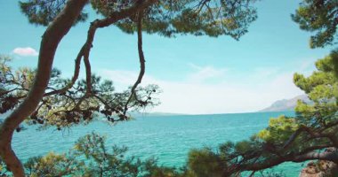 Güneşli bir yaz gününde çam ağacı dalları arasında okyanus ufkunun çerçeveli görüntüsü..