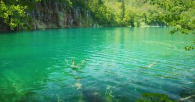 Hırvatistan 'ın Plitvice kentindeki kayalıklarda su altında kalan dalları gösteriyor.
