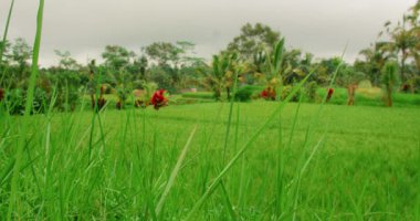 Bali arka planında bulanık tropikal ağaçları olan yeşil pirinç tarlası çimlerinin yakın çekimi.