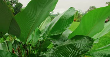 Bali 'deki pirinç tarlalarının yakınındaki nemli tropikal yaprakların yakın çekimi..