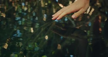 Ağaçları yansıtan açık orman suyunun yüzeyine nazikçe dokunan el..