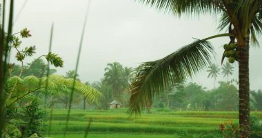 Bali 'de yağmurlu bir sabahta sisli yeşil pirinç tarlalarında palmiye ağaçları ve küçük kulübe.