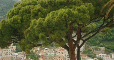 Yazın katedrali olan Amalfi şehrine bakan gür yapraklı büyük bir çam ağacı..