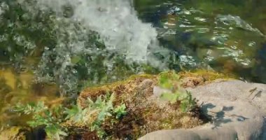 Yosunlu kayalar ve su, doğal ışık altında yusufçuklara karışıyor..