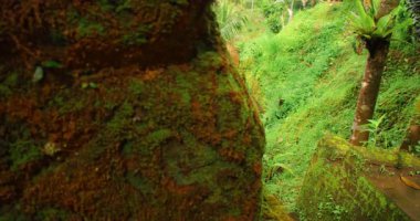 Kadın Bali pirinç teraslarında tropikal ortamda bereketli orman yollarını keşfediyor..