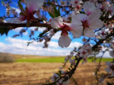 Bahçedeki güzel çiçekler