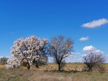 Parkta güzel bahar çiçekleri