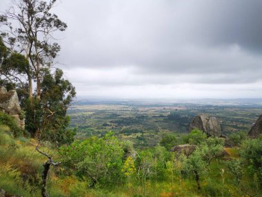 peyzaj arka planına sahip ağaç