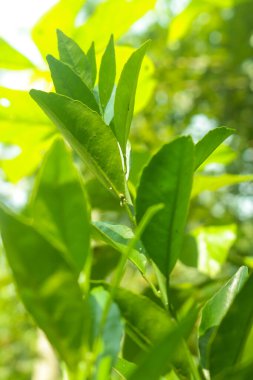 Portakal ağacı, açık yeşil turuncu yapraklar.