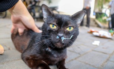 Close up of a black cat with a flu and a yellow runny nose. Yellow snot in cats infected with the flu virus feline calicivirus or feline herpes virus clipart