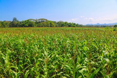 Tepeler, mısır ve pirinç tarlaları manzaralı tren yolu. Endonezya 'da güzel anıtlar peyzaj tren yolu.