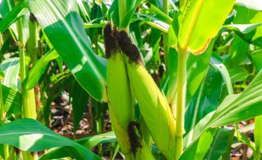 Tepeler, mısır ve pirinç tarlaları manzaralı tren yolu. Endonezya 'da güzel anıtlar peyzaj tren yolu.