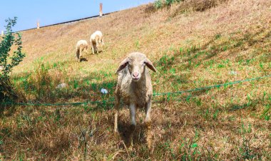 White local goats stand curiously in the meadow. Herding goats on the farm, releasing goats in the meadow clipart