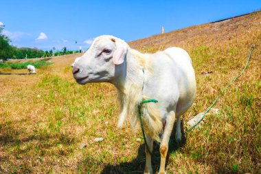 Close up of white local goat standing in the meadow looking at the camera. Goat herd in the sunny meadow with blue sky background. Releasing goats in the meadow clipart