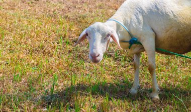 Local white goats are eating grass in the meadow. Goat herd in the sunny meadow with blue sky background. Local white sheep breed clipart