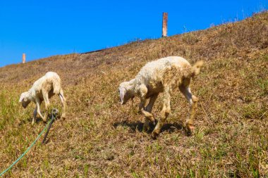 A group of white local goats are eating grass in a meadow. Goat herd in the sunny meadow with blue sky background. Local breed of white sheep clipart