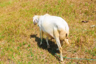 Tepeler, mısır ve pirinç tarlaları manzaralı tren yolu. Endonezya 'da güzel anıtlar peyzaj tren yolu.