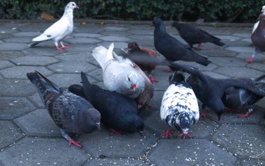 Parktaki bir safkan güvercin sürüsü pirinç yiyor. Kahverengi ve siyah güvercinler yerde besleniyor. Güvercin evi şarkıları söyleyen ayin etkinliği.