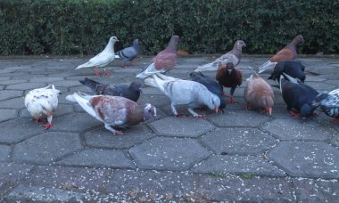 A flock of purebred pigeons in the park is eating rice. Brown and black pigeons are feeding on the ground. Mass event that sings pigeon house. clipart