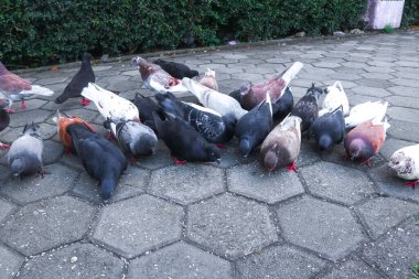 Parktaki bir safkan güvercin sürüsü pirinç yiyor. Kahverengi ve siyah güvercinler yerde besleniyor. Güvercin evi şarkıları söyleyen ayin etkinliği.