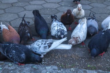 Parktaki bir safkan güvercin sürüsü pirinç yiyor. Kahverengi ve siyah güvercinler yerde besleniyor. Güvercin evi şarkıları söyleyen ayin etkinliği.