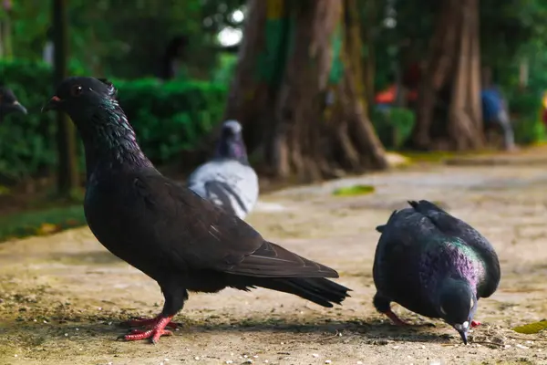 Parktaki bir safkan güvercin sürüsü pirinç yiyor. Kahverengi ve siyah güvercinler yerde besleniyor. Bahçe güvercinleri
