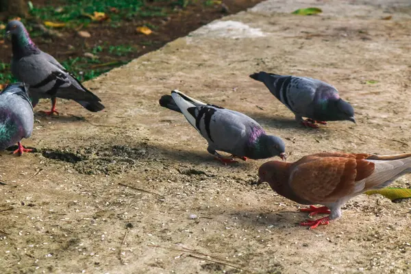 Parktaki bir safkan güvercin sürüsü pirinç yiyor. Kahverengi ve siyah güvercinler yerde besleniyor. Bahçe güvercinleri