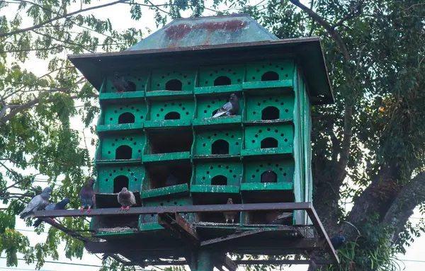 stock image A flock of pigeons perches outside their cage box, a green pigeon house with many boxes for nesting. A pigeon house with some doves in front