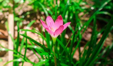Bahçede Zephyranthes grandiflora çiçekleri, Zephyranthes minute, Peri Zambağı, Yağmur Zambağı, Zephyr çiçeği. Mor yabani zambaklar bahçede büyür.
