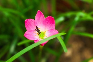 Bahçede Zephyranthes grandiflora çiçekleri, Zephyranthes minute, Peri Zambağı, Yağmur Zambağı, Zephyr çiçeği. Mor yabani zambaklar bahçede büyür.