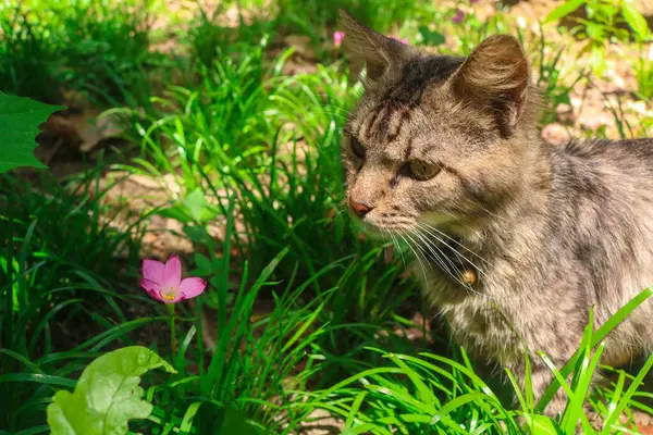 Büyük kahverengi bir kedinin, vahşi zambakları koklaması Zephyranthes görkemli çiçekleri Yağmur Zambağı, bahçede. Kediler çiçeklerle ve otlarla dolu bir bahçede oynarlar.