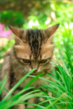 Vahşi zambakları koklayan bir kedinin yakın çekimi Zephyranthes grandiflora. Maine rakunu kedi yavrusu çiçeklerle ve otlarla dolu bir bahçede güzel poz veriyor.