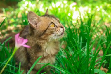 Vahşi zambaklar bahçesindeki bir kedinin yakın çekimi Zephyranthes grandiflora. Maine rakunu kedi yavrusu çiçeklerle ve otlarla dolu bir bahçede güzel poz veriyor.