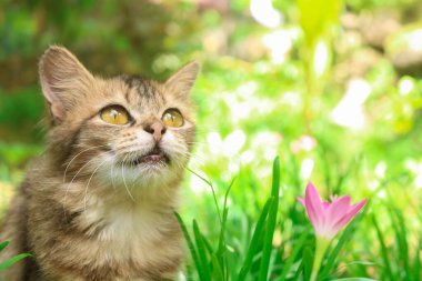 Vahşi zambaklar bahçesindeki bir kedinin yakın çekimi Zephyranthes grandiflora. Maine rakunu kedi yavrusu çiçeklerle ve otlarla dolu bir bahçede güzel poz veriyor.