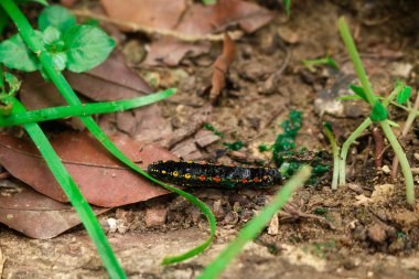 Theretra oldenlandiae tırtılları, bahçede kırmızı ve sarı benekli siyah renklidir.