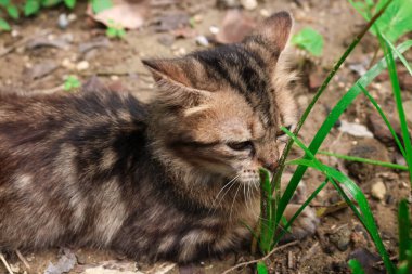Bahçedeki yabani otları yiyen kedilere yakın durun. Maine rakunu kedi yavrusu çiçeklerle ve otlarla dolu bir bahçede güzel poz veriyor.