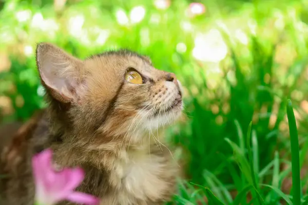 Vahşi zambaklar bahçesindeki bir kedinin yakın çekimi Zephyranthes grandiflora. Maine rakunu kedi yavrusu çiçeklerle ve otlarla dolu bir bahçede güzel poz veriyor.