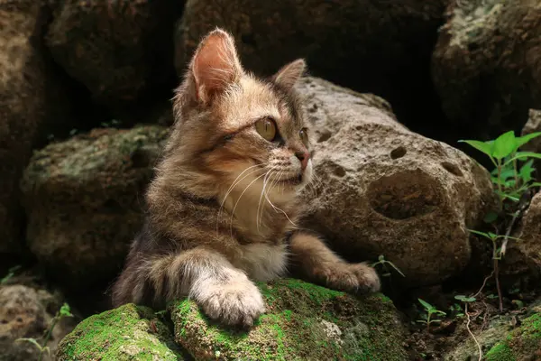 Safkan Maine Rakunu bir kayanın üzerinde oturmuş doğada oynuyor.