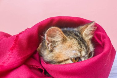 Kahverengi maine rakunu kedi yavrusu pembe bir sırt çantasının üzerinde kırmızı bir battaniyenin üzerinde uyuyor. Kedi kırmızı kumaşın içinde saklanıyor.