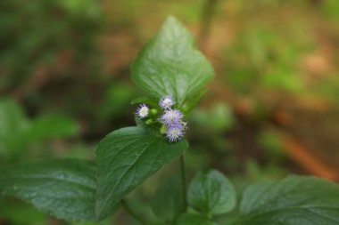 Bandotan 'ın veya tarladaki çim otunun (Ageratum conyzoides) mor çiçekleri ve sabah güneşiyle yakın görüntüsü.