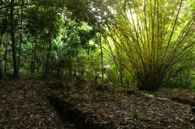 Dark lush forest with big bamboo trees, forest atmosphere in Asia Indonesia with trees and sunlight clipart