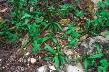 Ormanda küçük sarı çiçekli bir orkide türü olan Curculigo orchioides, yağmur mevsiminde yetişir.