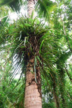 Hindistan cevizi ağacında piroz longifolia. Pyrrosia longifolia, ağaçlarda yetişen bir tür epifit eğreltiotu grubudur. Ormandaki vahşi bitkiler