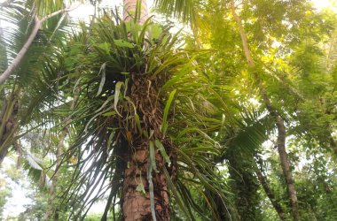 Pyrrosia longifolia on the coconut tree. Pyrrosia longifolia is a kind of Epiphyte group of ferns that grow well on trees. Wild epiphytic plants in the forest clipart